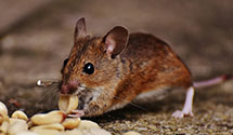 24 Hour & Emergency Exterminators in Seaview, WA